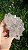 Flor de Cristal - Imagem 7