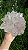 Flor de Cristal - Imagem 3