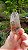 Cristal com Rutilo Carrapicho - Imagem 3