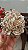 Rosa do Deserto - Imagem 2