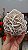 Rosa do Deserto - Imagem 1