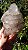 Elestial - Imagem 3