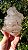 Elestial - Imagem 4