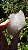 Elestial - Imagem 5