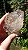 Elestial - Imagem 4