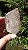 Elestial - Imagem 4