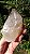 Elestial - Imagem 1