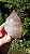 Elestial - Imagem 3