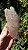 Elestial - Imagem 2