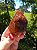 Dream Coat Red Cap - Imagem 2