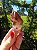 Dream Coat Red Cap - Imagem 3