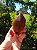 Dream Coat Red Cap - Imagem 4