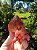 Dream Coat Red Cap Trigônico - Imagem 3