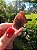 Dream Coat Red Cap - Imagem 5