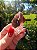 Dream Coat Red Cap - Imagem 4