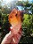 Dream Coat Red Cap - Imagem 5