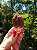 Dream Coat Red Cap - Imagem 1