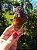 Dream Coat Red Cap Trigônico - Imagem 4