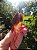 Dream Coat Red Cap - Imagem 3