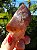Dream Coat Red Cap - Imagem 7