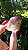 Casaco dos Sonhos - Dream Coat - Imagem 4