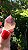 Casaco dos Sonhos - Dream Coat - Imagem 5