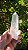 Mestre Ancestral - Imagem 2