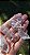 Cristal com Linha Faden Lote com 6 und - Imagem 2