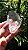 Mestre Intraterreno - Imagem 4