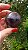 Esfera Super Seven - Imagem 3