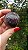 Esfera Super Seven - Imagem 2