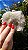 Drusa de Cristal Rosada - Imagem 7
