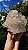 Drusa de Cristal Rosada - Imagem 1