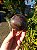 Esfera Super Seven - Imagem 1