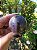 Esfera Super Seven - Imagem 3