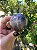 Esfera Super Seven - Imagem 1