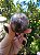 Esfera Super Seven - Imagem 4