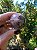 Esfera Super Seven - Imagem 2