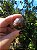 Esfera Super Seven - Imagem 3