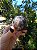 Esfera Super Seven - Imagem 2