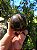 Esfera Olho de Tigre - Imagem 3