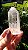 Cristal Ancestral - Imagem 2