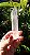 Varinha de Cristal - Imagem 2