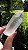 Cristal Lemuriano - Imagem 2