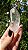 Cristal Semente Estelar - Imagem 3