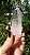 Cristal Semente Estelar - Imagem 4