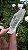 Mestre Ísis - Imagem 3