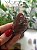 Dream Coat Red Cap - Imagem 1