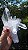 Drusa Canalizadora com Semente Estelar - Imagem 6