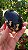 Âmbar Blue Palmstone - Imagem 4